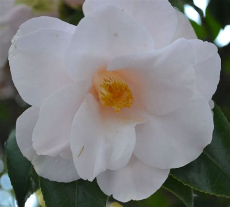 Discover Autumn's Dance of Elegance with the Pearl White Camellia